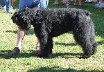 Cães
