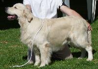 Criadores de cães Golden Retriever -1