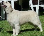 Cães