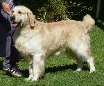 Cães