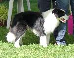 Cães