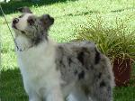 Cães