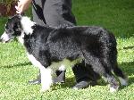 Cães