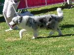 Cães