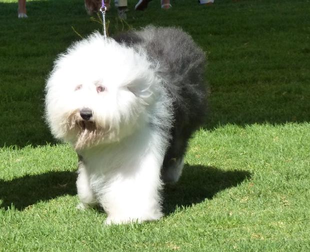 Old English Sheepdog