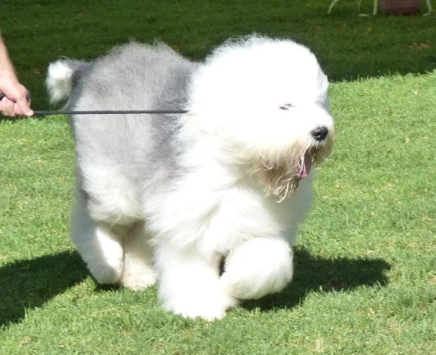 Old English Sheepdog