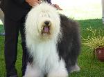 Cães