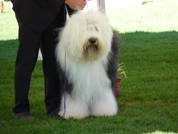 Old English Sheepdog