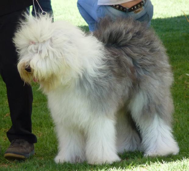 Old English Sheepdog