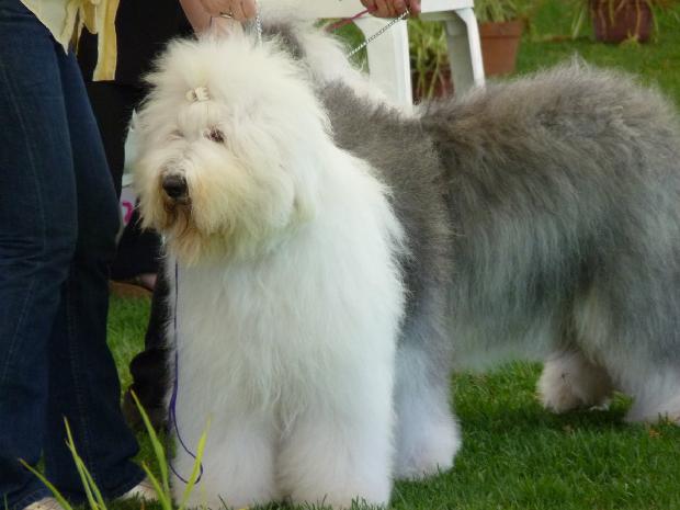 Old English Sheepdog