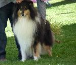 Cães