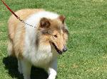 Cães