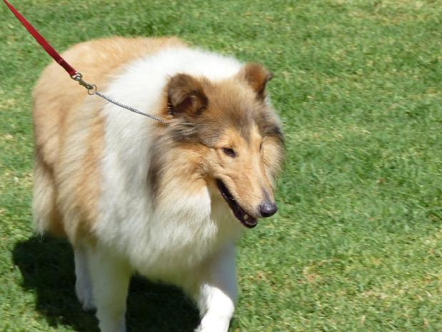 Collie de Pêlo Comprido