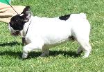Cães