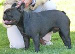 Cães