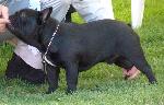 Cães