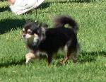 Criadores de cães Chihuahua
