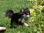 Cães