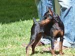 Cães