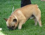 Cães