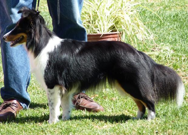 Cão de Pastor das Shetland