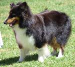 Cães