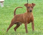 Cães