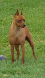 Cães