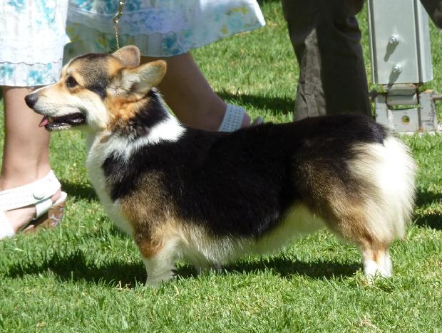 Welsh Corgi Pembroke