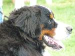Criadores de cães Boieiro de Berna