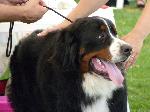 Cães