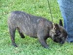 Cães