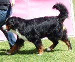 Cães