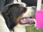 Cães
