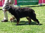 Cães