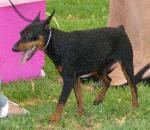 Cães