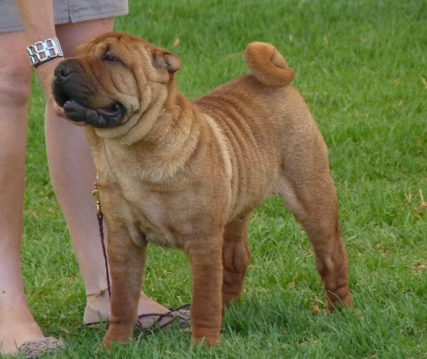 Shar Pei