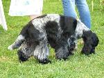Cães