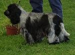 Criadores de cães Cocker Spaniel Inglês