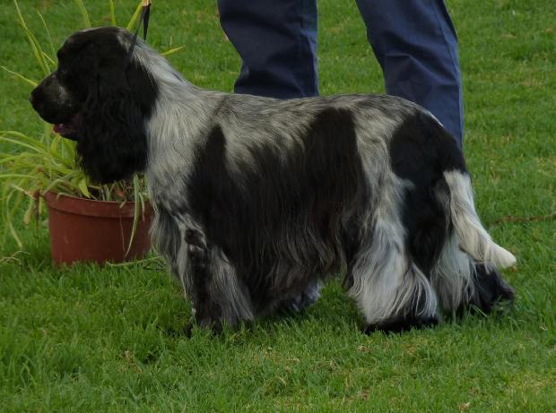 Cocker Spaniel Inglês