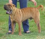 Cães