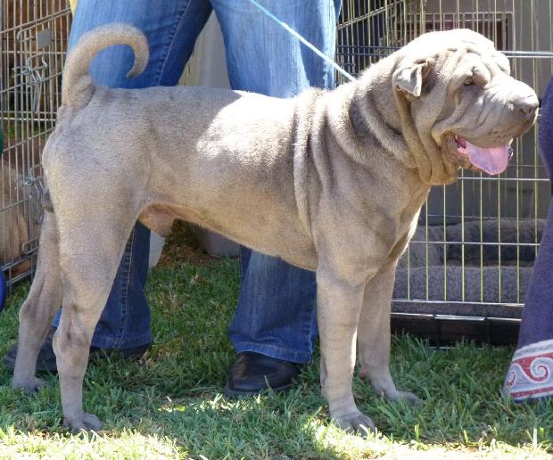 Shar Pei