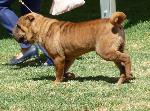 Cães