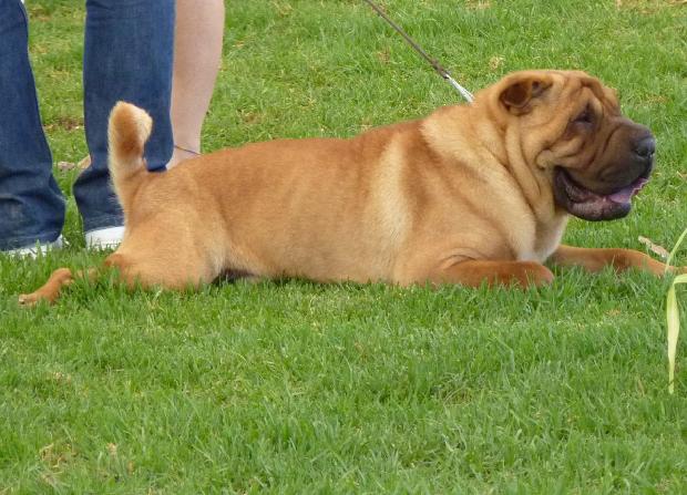 Shar Pei