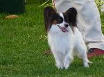 Cães