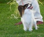 Cães