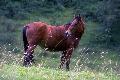 Cavalo