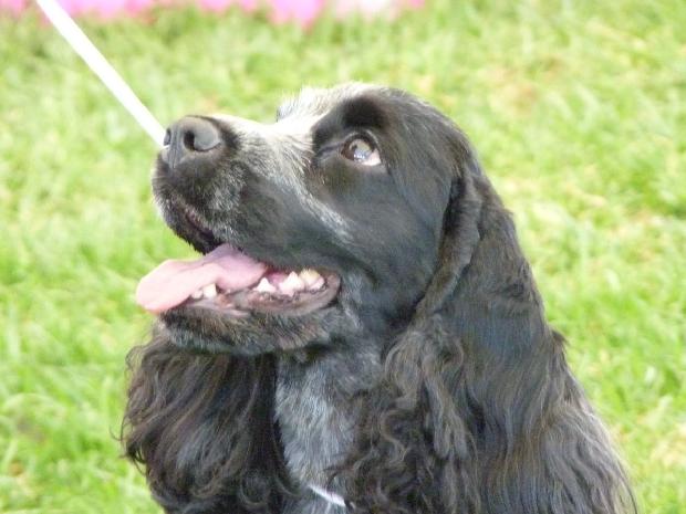 Cocker Spaniel Inglês