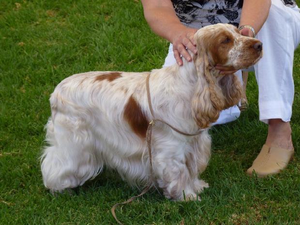 Cocker Spaniel Inglês