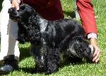 Cães
